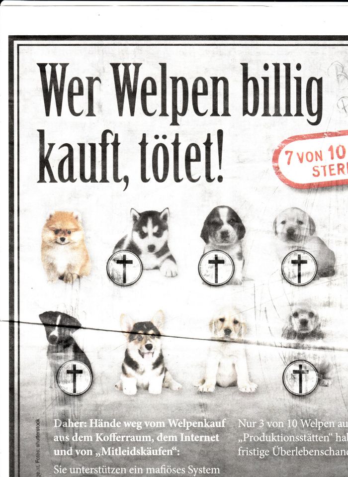 Stoppen Sie das Welpenleid!